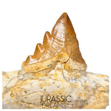 J483 - Nicely Preserved Basilosaurid cf Pappocetus (Whale Ancestor) Molar Tooth in Partial Dentary Bone