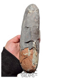 J494 - Museum Grade Huge OVIRAPTOR cf philoceratops Fossil Egg Elongatoolithidae - Cretaceous from Gobi Desert