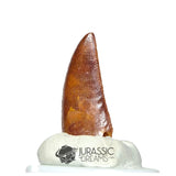 20220 - Nicely Preserved Abelisaurid Dinosaur Tooth - Cretaceous KemKem Beds