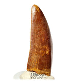 J498 - Nicely Preserved Large Carcharodontosaurus saharicus Dinosaur Tooth - Cretaceous KemKem Beds