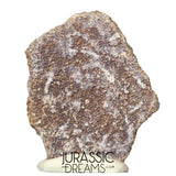 J193 - Exceedingly Rare Saltasaurus Titanosaur Egg Shell - Late Cretaceous Anacleto Fm