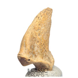 S232 - Amazing Huge Ice Age Cave Bear (Ursus spelaeus) Claw - Upper Pleistocene