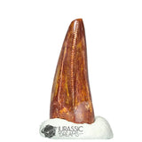 20224 - Finest Grade Carcharodontosaurus saharicus Dinosaur Premaxillary Tooth