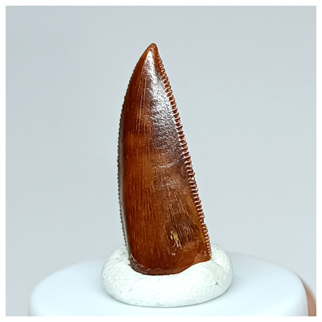 1030 - Gem Grade Abelisaurid 0.82'' Dinosaur Tooth