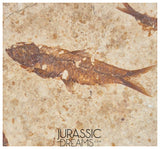 S247- Aesthetic "Knightia eocaena" Fossil Fish Mass Mortality Plate with 4 specimens - Eocene Age from USA