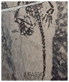 S226 - Top Well Preserved Keichousaurus hui Early Triassic Marine Reptile WITH VISIBLE TEETH dorsal view