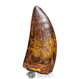 20042 - Gem Grade Carcharodontosaurus saharicus Dinosaur Tooth IN CATAWIKI AUCTION NOW