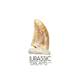 S136 - Top Rare Acheroraptor temertyorum (Dromaeosaurid Raptor Theropod) Dinosaur Tooth - Lance Creek Fm