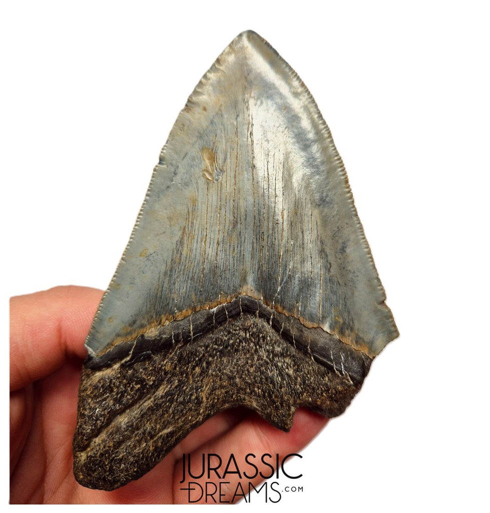 J419 - Outstanding Huge Serrated Megalodon Shark Tooth - Miocene - South Carolina
