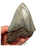 J419 - Outstanding Huge Serrated Megalodon Shark Tooth - Miocene - South Carolina
