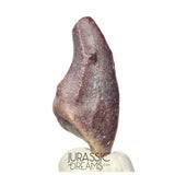 J204 - Top Rare Killer Unidentified Theropod Dinosaur Claw - Lower Cretaceous Elrhaz Fm