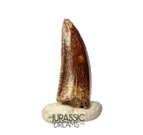 S390 - Nicely Preserved Abelisaurid (cf Rugops sp) Dinosaur Tooth - Cretaceous KemKem Beds