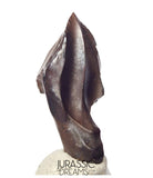 J430 - Finest Quality Large Triceratops horridus three-horned Dinosaur Tooth - Late Cretaceous - Lance Fm