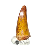 20328 - Nicely Preserved Carcharodontosaurus saharicus Dinosaur Premaxillary Tooth