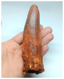 1049 - Massive Rooted Spinosaurus aegyptiacus 5.11'' Dinosaur Tooth