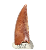 S128 - Gem Grade Abelisaurid (cf Rugops sp) Dinosaur Tooth - Cretaceous KemKem Beds