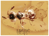 J38 - WASP Scelionidae Fossil Inclusion Genuine BALTIC AMBER + HQ Picture