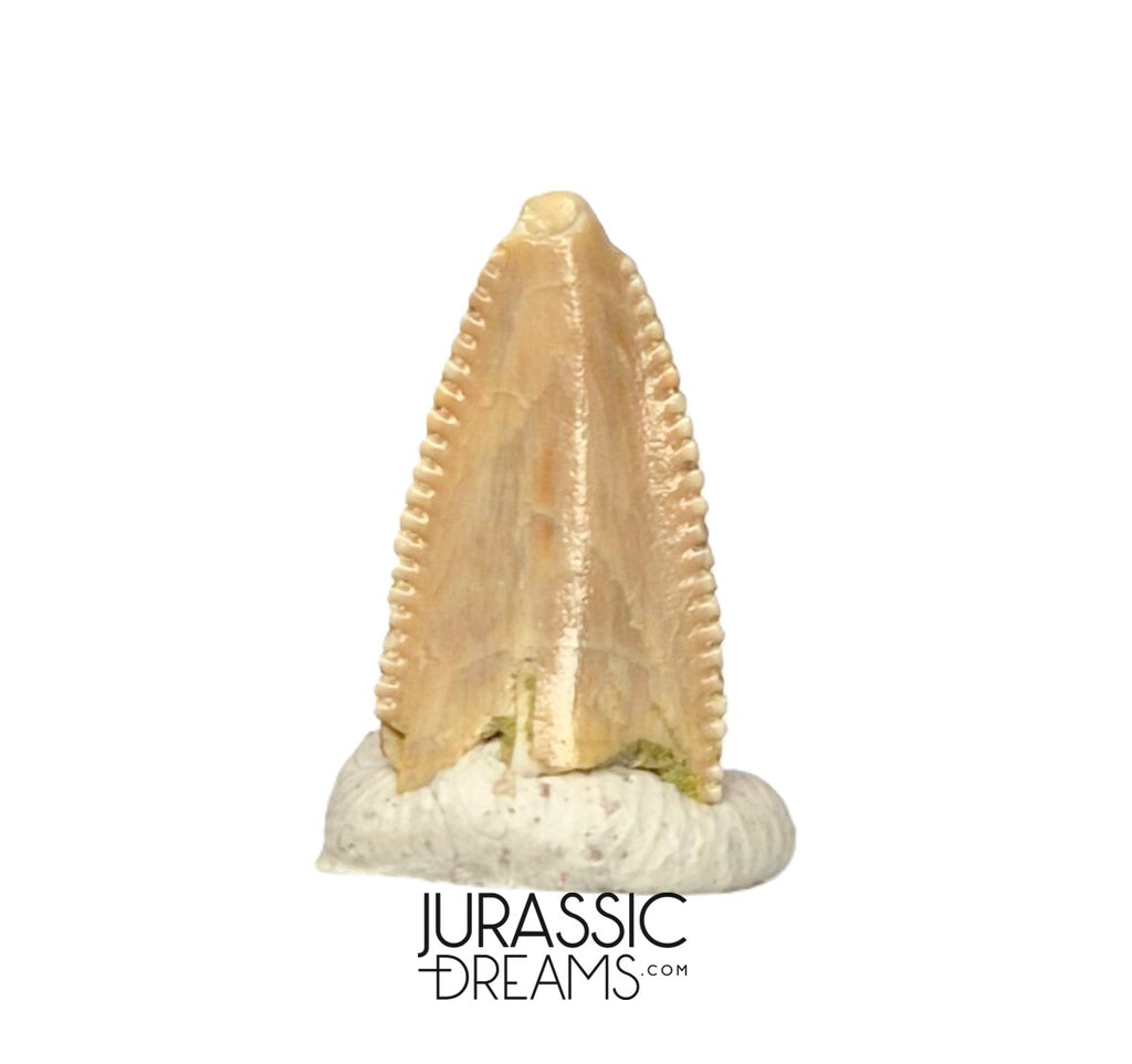 S319 - Top Rare Majungasaurus crenatissimus Abelisaurid Dinosaur PREMAXILLARY Tooth