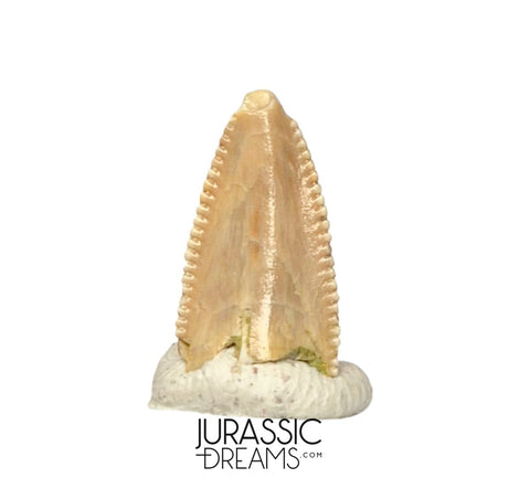 S319 - Top Rare Majungasaurus crenatissimus Abelisaurid Dinosaur PREMAXILLARY Tooth