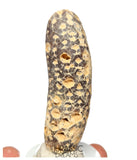 S423 - Rare Agatized Fossil Cycadophyte Seed Cone - Late Eocene from Occidental Sahara - (signs of insect predation)