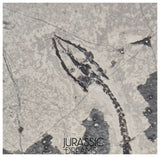 S230 - Nicely Preserved Keichousaurus hui Early Triassic Marine Reptile