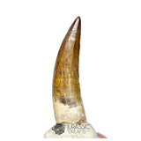 20158 - Nicely Preserved Suchomimus tenerensis Dinosaur Tooth