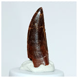 1026 - Gem Grade Abelisaurid 1.14'' Dinosaur Tooth