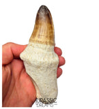 S249 - Stunning Enormous Prognathodon Curii (Mosasaur) Rooted Tooth - Late Cretaceous Rare Mosasaur Species