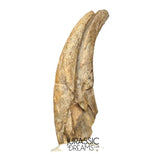 J410 - Museum Grade Ornithocheirid Pterosaur Claw - Lower Cretaceous  Elrhaz Fm