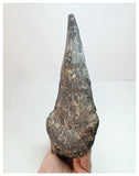 1212 - Museum Grade Unique Adratiklit boulahfa Oldest Stegosaurian Dinosaur Dorsal Plate - El Mers Fm