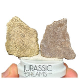 J286- Exceedingly Rare Set of 2 Large Saltasaurus Titanosaur Egg Shells - Late Cretaceous Anacleto Fm