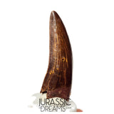 S110 - Gem Grade Carcharodontosaurus saharicus Dinosaur Tooth