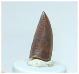 1060 - Gem Grade Abelisaurid 0.98'' Dinosaur Tooth