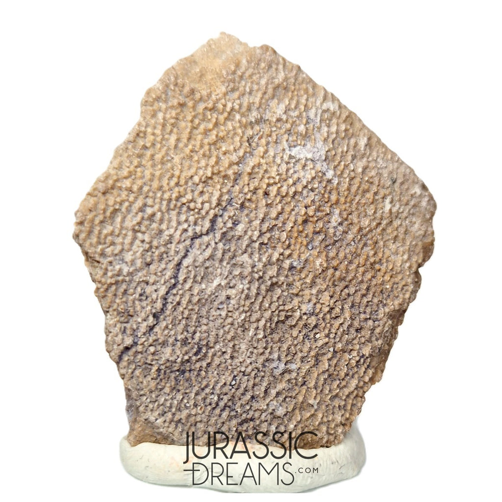 J202- Exceedingly Rare Saltasaurus Titanosaur Egg Shell - Late Cretaceous Anacleto Fm