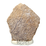 J202- Exceedingly Rare Saltasaurus Titanosaur Egg Shell - Late Cretaceous Anacleto Fm