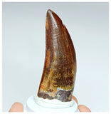 1002 - Gem Grade Carcharodontosaurus saharicus 2.63'' Dinosaur Tooth
