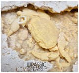 J183 - Huge Fossil Crab (Potamon) Preserved in Travertine - Turkey Location