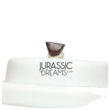 J435- Lovely Tiny Thescelosaurus sp Ornithischian Dinosaur Tooth - Late Cretaceous - Lance Fm