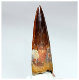 1022 - Gem Grade Spinosaurus aegyptiacus 3.22'' Dinosaur Tooth