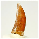 1335 - Nicely Preserved Carcharodontosaurus saharicus Dinosaur Tooth