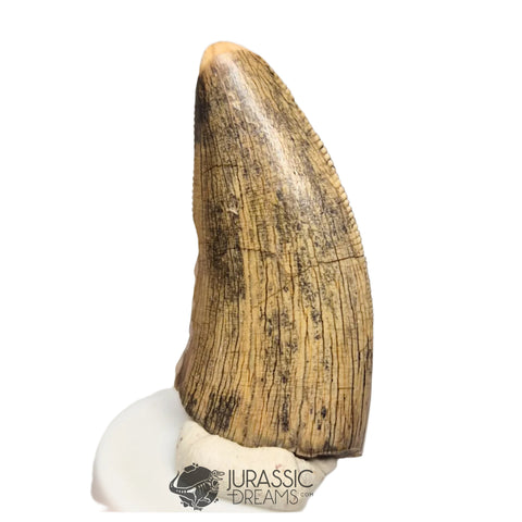 20456 - Nicely Preserved Afrovenator abakensis Megalosaurid Dinosaur Tooth