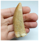 1155 - Outstanding Well Preserved Carcharodontosaurus saharicus Dinosaur Tooth