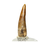 S350 - Gem Grade Suchomimus tenerensis Spinosaurid Dinosaur Tooth - Cretaceous Elrhaz Fm