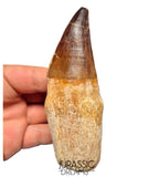 S351 - Huge Thalassotitan atrox (Largest known mosasaur species) Rooted Tooth - VISIBLE CARINA