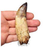 S491 - Museum Grade Fully Rooted Sarcosuchus imperator Crocodile Tooth - Cretaceous Elrhaz Fm