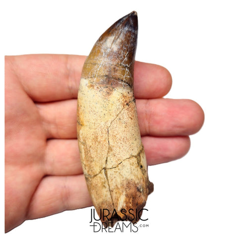 S491 - Museum Grade Fully Rooted Sarcosuchus imperator Crocodile Tooth - Cretaceous Elrhaz Fm