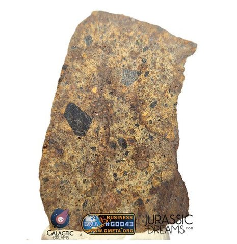 S276 - "NWA 14917" Diogenite Polymict Meteorite Large thick Slice HED Achondrite 26,4g