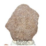 J193 - Exceedingly Rare Saltasaurus Titanosaur Egg Shell - Late Cretaceous Anacleto Fm