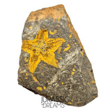 S81 - Nicely Preserved Petraster Ordovician Starfish Tiouririne Formation