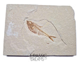 S323 - Nicely Preserved Association of 2 "Diplomystus dentatus" Fossil Fishes - Eocene Age from USA